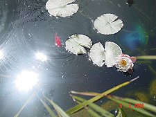 Water Lily bloom.