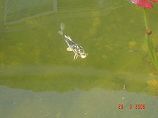 Koi, April 2006