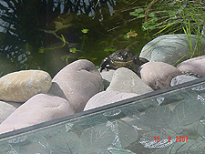 Bullfrog