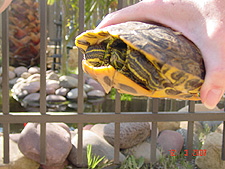 big turtle