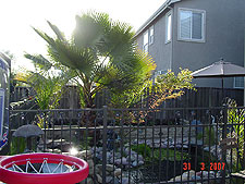 Pond, March 2007