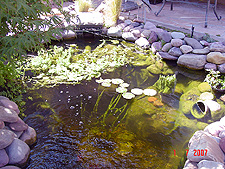 Pond, July 2007
