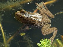 bullfrog