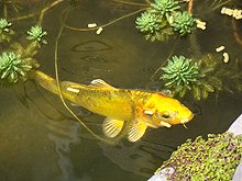 koi
