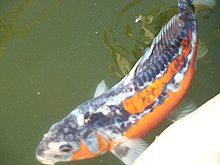 koi