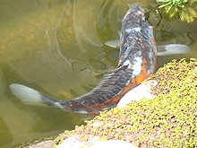 koi