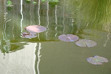 water lilies