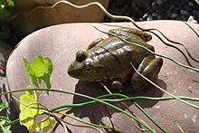 bull frog