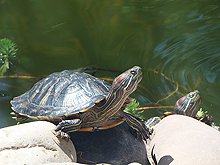 One of the new turtles