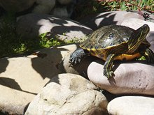 One of the new turtles getting out to visit Shelly.