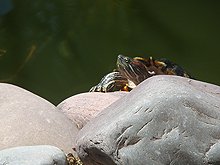 Climbing out of the pond.