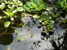 Water lettuce and water Hyacinth.
