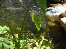 Another view of the pond.