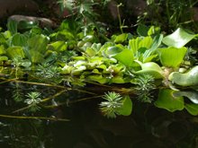 Water lettuce and water Hyacinth.