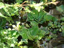 Water plants.