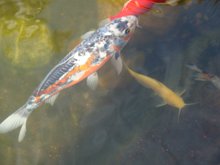 Koi & catfish