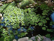 Hyacinth and water lettuce, November