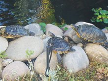 Turtle party.
