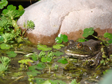 bullfrog