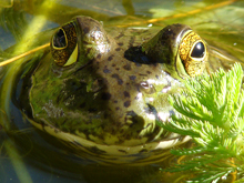 Bullfrog