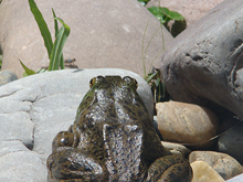 Bullfrog