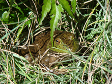 Bullfrog