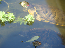 turtles