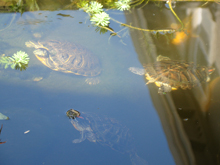 turtles