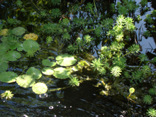 Pond, May 2012