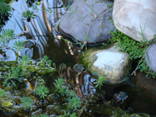 Pond, May 2012
