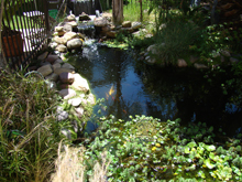 Pond, June 2012