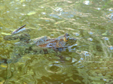 bullfrog