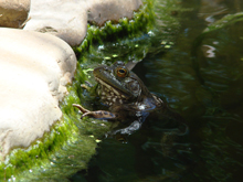 bullfrog