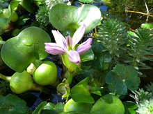Water Hyacinth