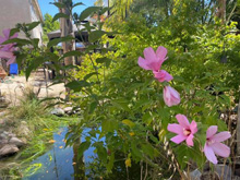 pond