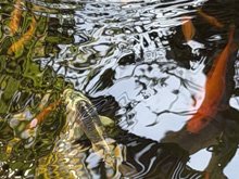 pond