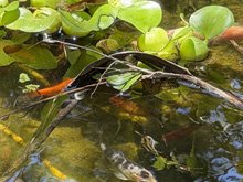 pond