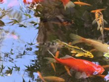 pond