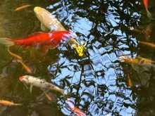 pond