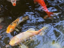 pond