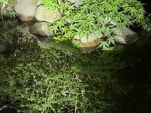 pond