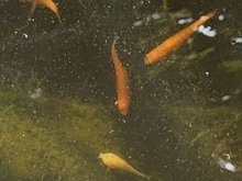 pond
