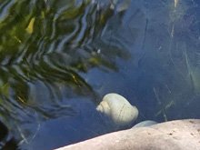 pond
