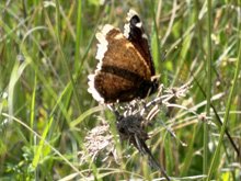 Roseland Creek Trail