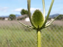 Roseland Creek Trail