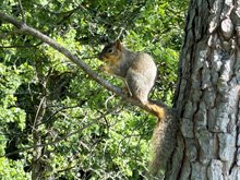 Roseland Creek Trail