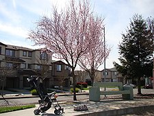 Pretty trees in blossom.