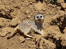 Meerkat