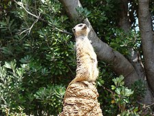 Meerkat