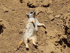 Meerkat